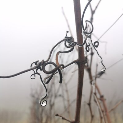 Close-up of plant tendrils with ice crystals and water droplets against a foggy background.