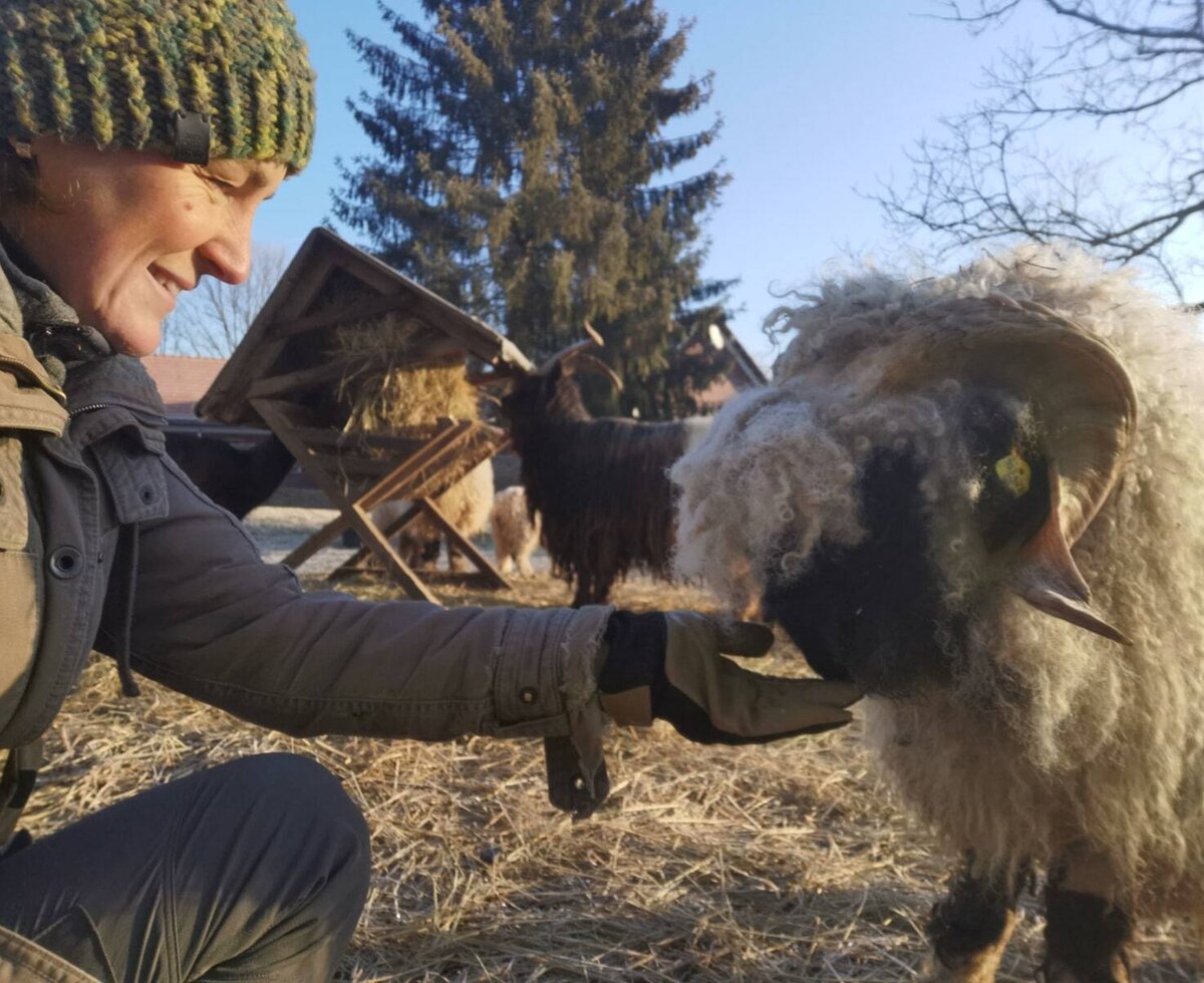 A guest feeding a sheep on the grounds of the Haus.