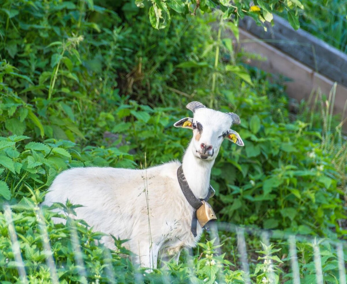 A curious goat with a traditional bell in the lush green surroundings of the holiday home.