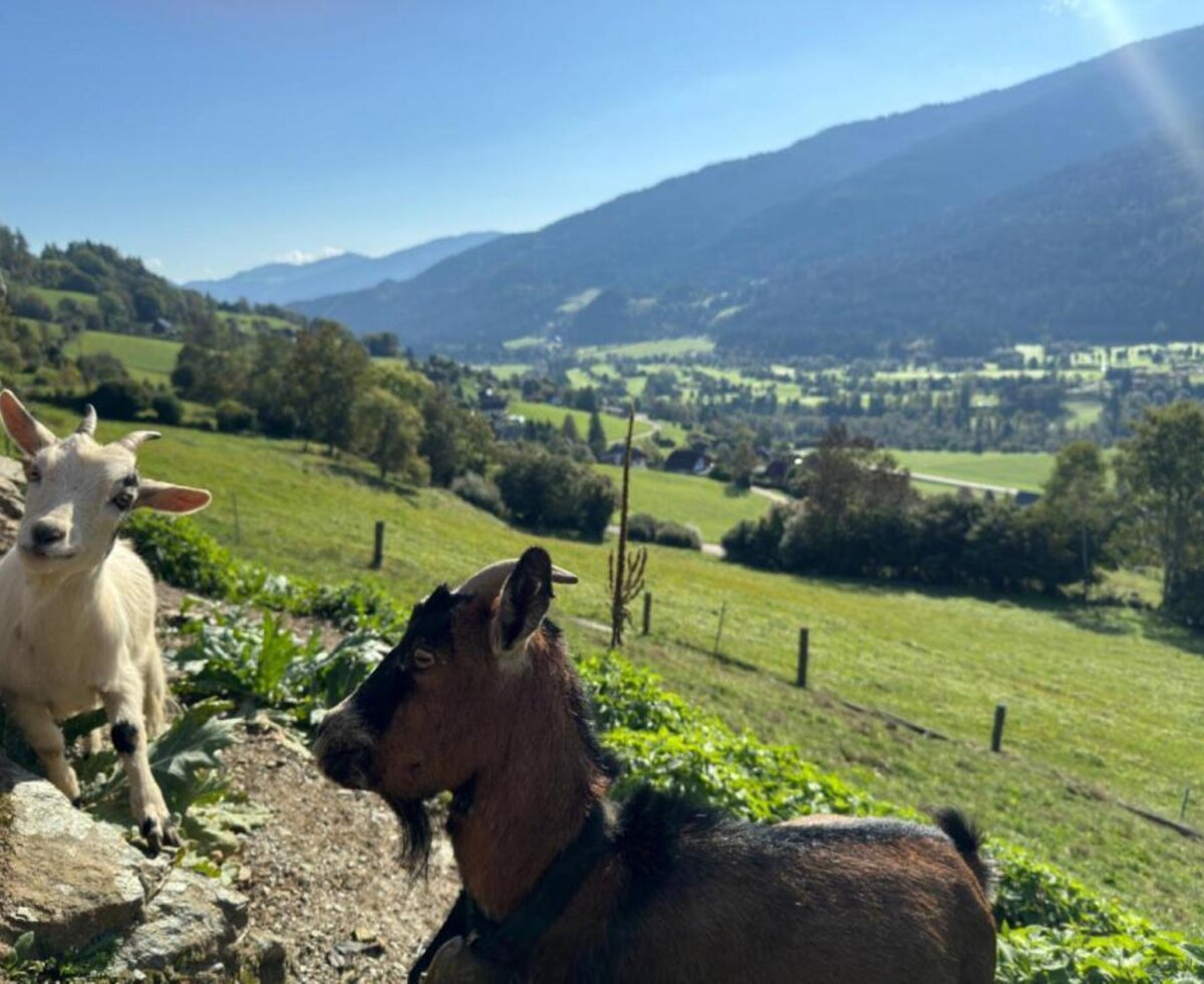 Friendly goats on a pasture, offering scenic views of the lush valley and mountains.