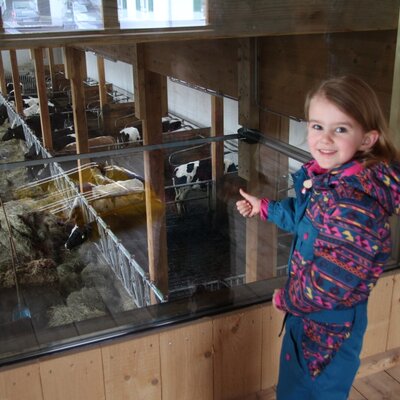 observe the animals in the stable through a viewing window