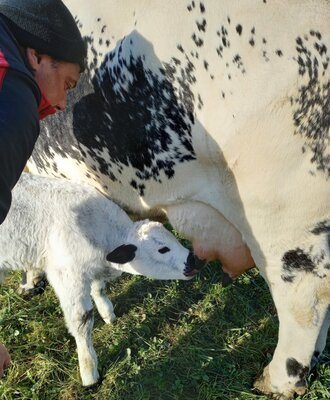A person attends to a calf nursing from its mother cow at the Farm House.