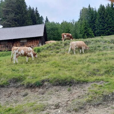 Cows graze on a green hillside next to a rustic wooden barn, showcasing the farmhouse's rural surroundings.