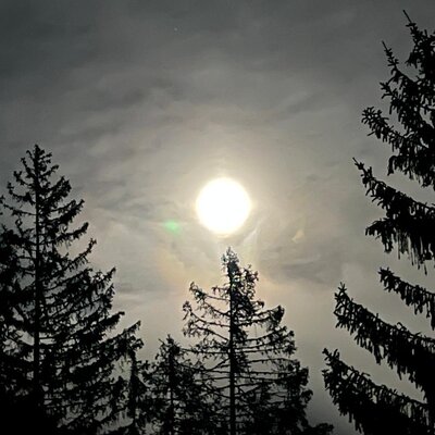 Nighttime view of a bright moon and silhouetted pine trees from the farmhouse.