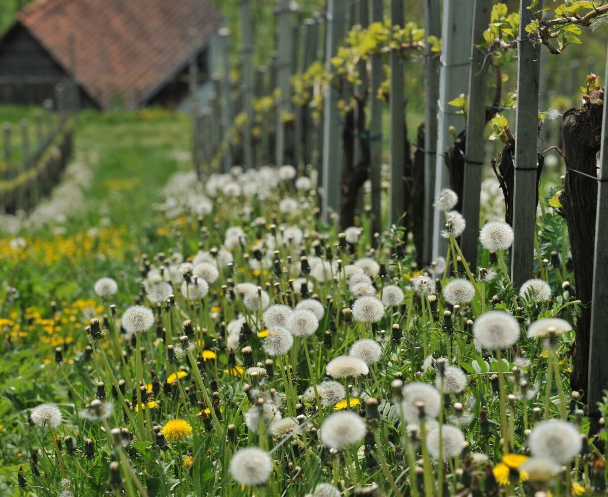 Vineyard