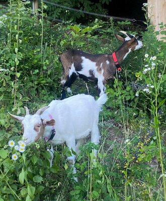 Our goats Freya and Hel