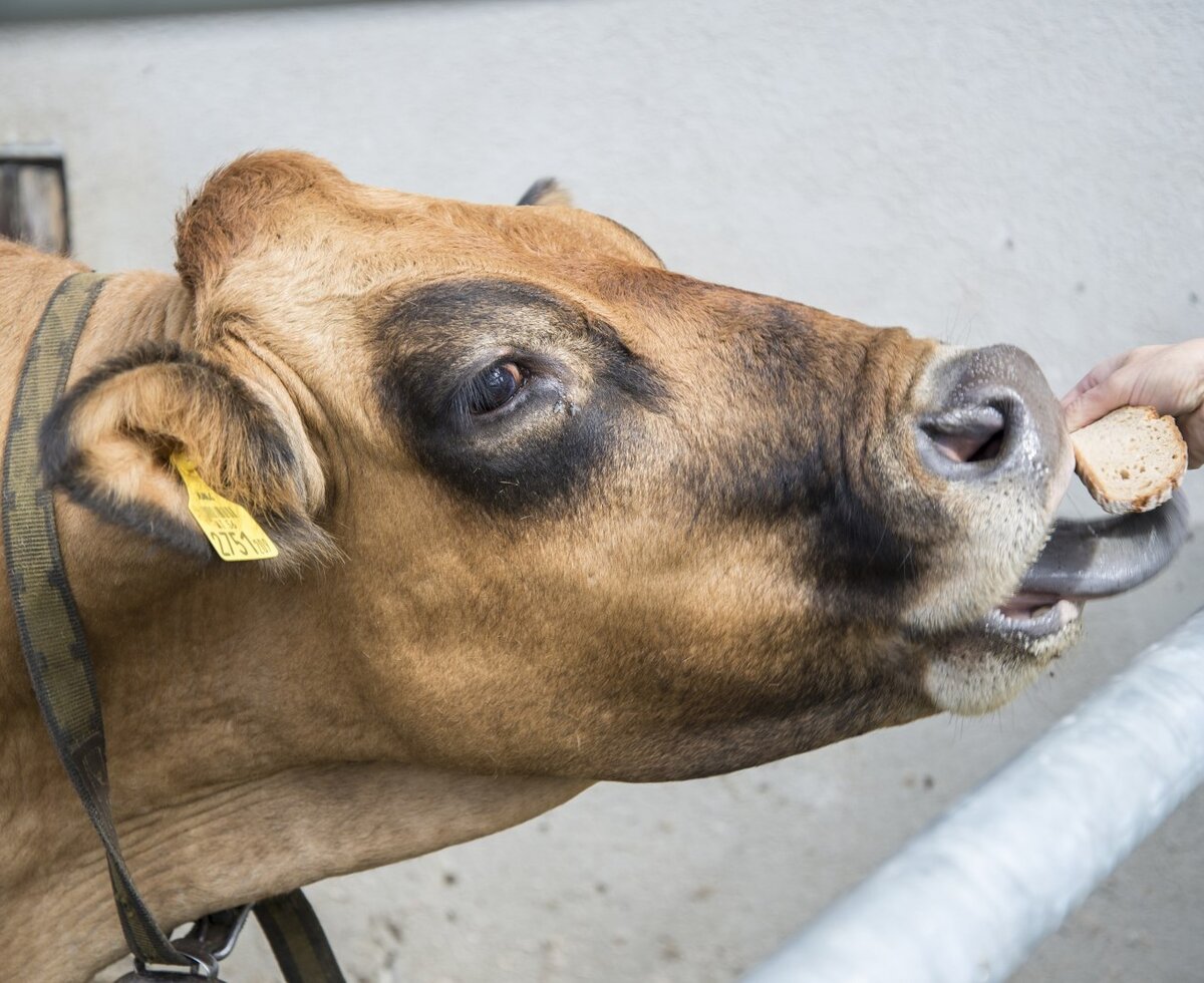 Our cows like to be spoiled