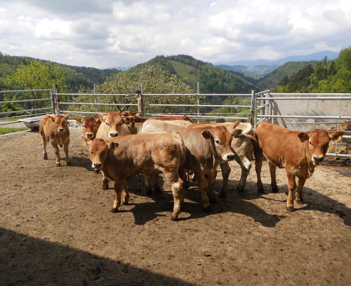 Our joung cows