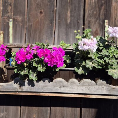 Wooden flower box with pink and white geraniums on the Bed and Breakfast's wooden wall.