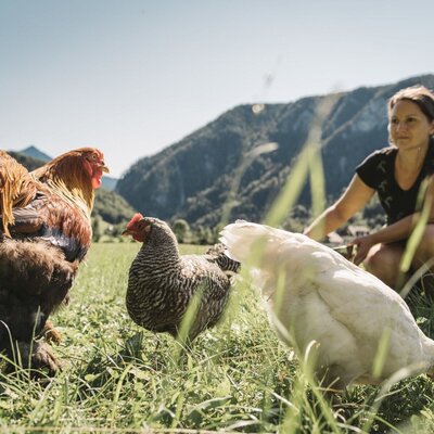 Chickens and a rooster grazing in the grassy fields of the Farm House, framed by mountains.