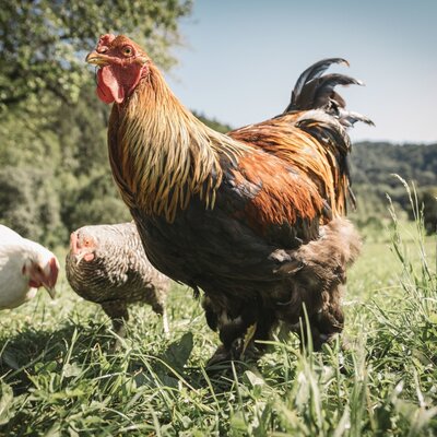 A rooster and hens in the grassy outdoor area of the farm house.