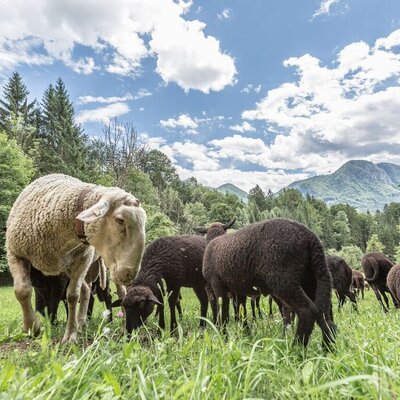Sheep in the pasture