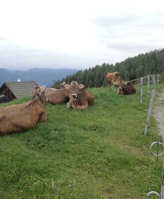 Brown cows resting on the grassy hillside at the farmhouse, with mountain and forest views.