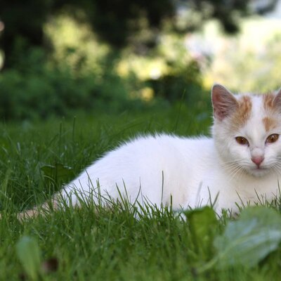 A white and orange cat lying in the green grass at the Farm House.