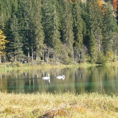 A clear lake with two swans, bordered by a dense forest featuring pine trees and autumnal foliage.