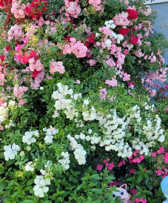 Blooming rose bush in various colors in the farmhouse garden.