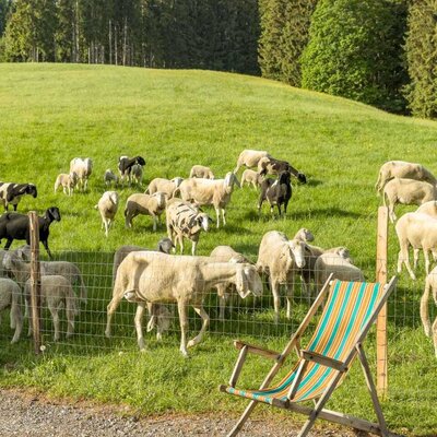 In the summer, you will be woken up in the morning by your woolly neighbors. © Elisabeth Fröhlich