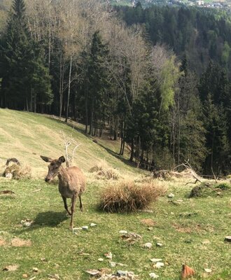 The scenic nature surrounding the Ferienhaus, featuring a deer on a lush mountain meadow near the forest.
