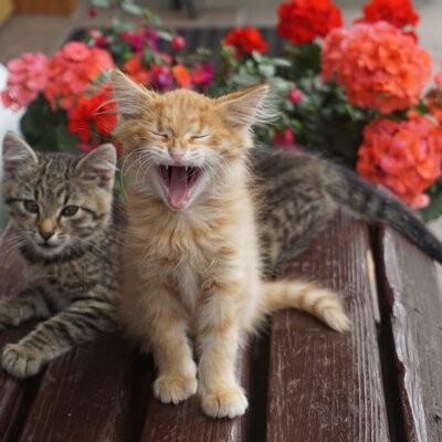 Cats