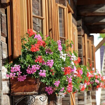 The Farm House exterior features wooden windows with open shutters and window boxes filled with red, pink, and white geraniums.