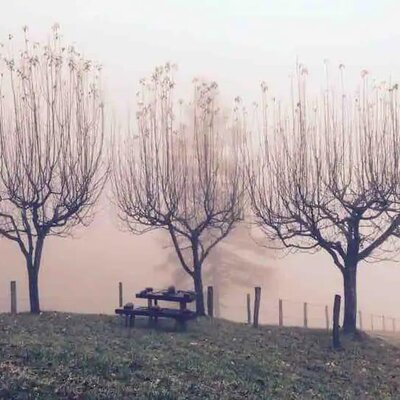 A picnic table and benches on a grassy slope among bare trees, visible through a misty background at the farmhouse.
