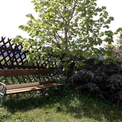 Bench