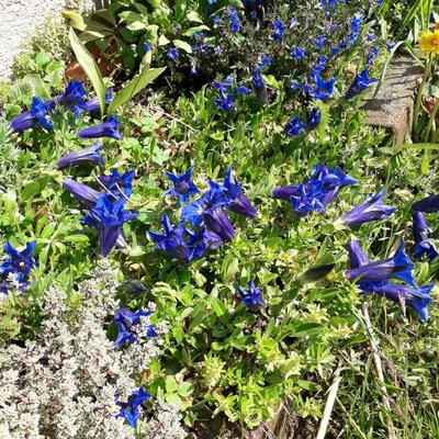 Flowers