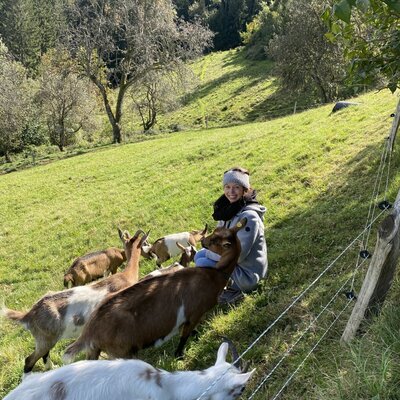 Goats on the pasture