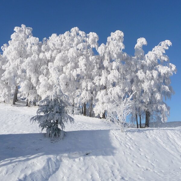 Birch forest in winter