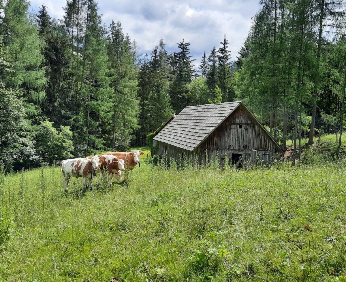 Three brown and white cows in a tall grass pasture near an old wooden barn at the Farm House, surrounded by forest.