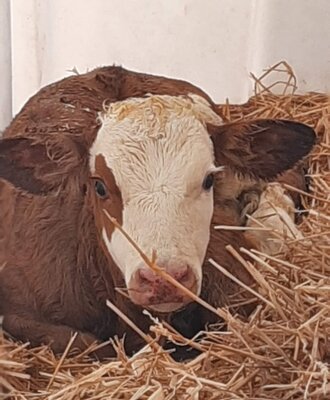 A brown and white calf resting in hay at the farm house.