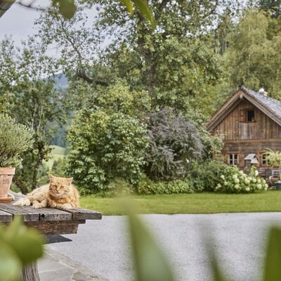 The rustic alpine cabin exterior, a log cabin surrounded by greenery, with a cat resting on a wooden table.