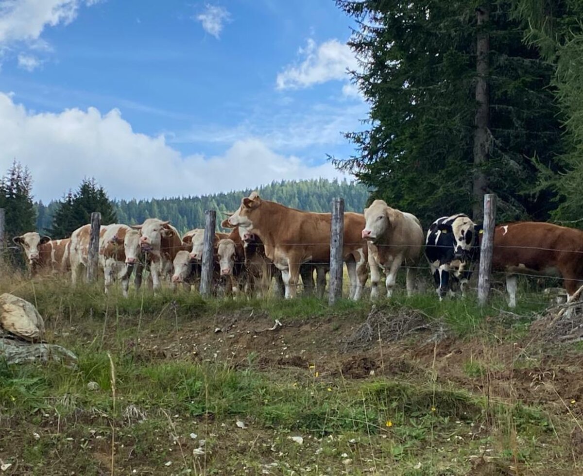 Our alpine oxen on the Steiner Alm
