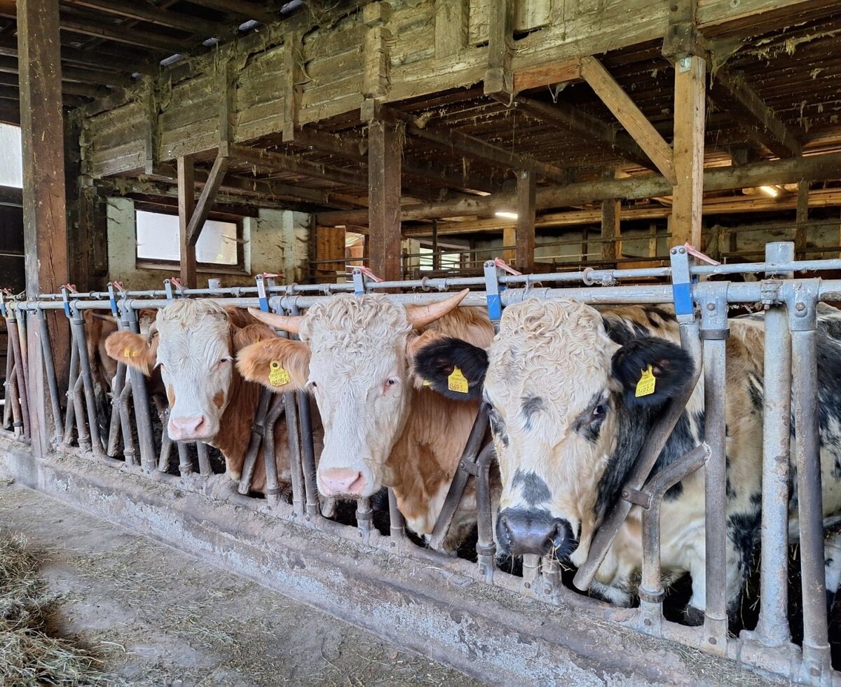 Curious cows in the rustic wooden stable of the farmhouse.