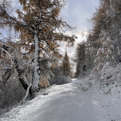 A snowy forest path with larch and other trees in the surroundings of the Bed and Breakfast.