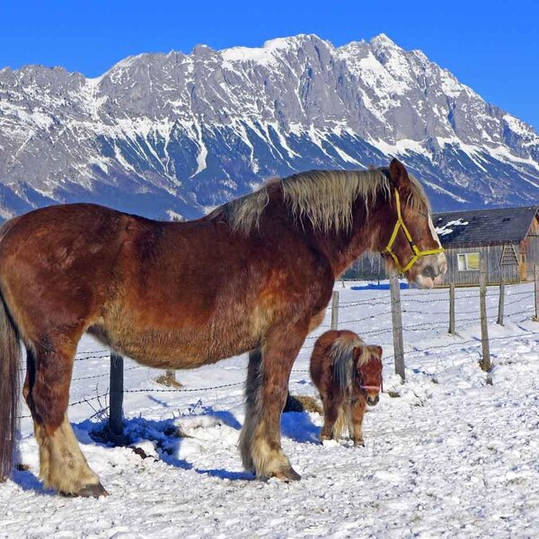 Norika and mini pony