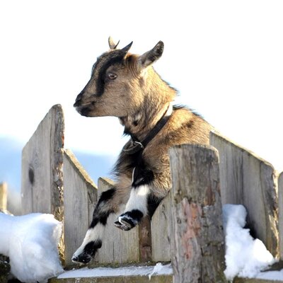 A young goat on a wooden fence with snow, typical of the Farm House environment.