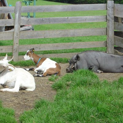 Farm animals including two goats and a pig resting by a wooden fence at the Farm House.