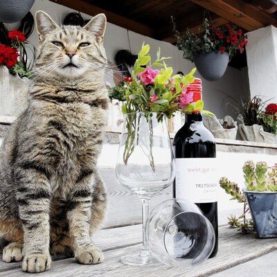 A Farm House balcony with a cat, a bottle of wine, glasses, and decorative potted plants.