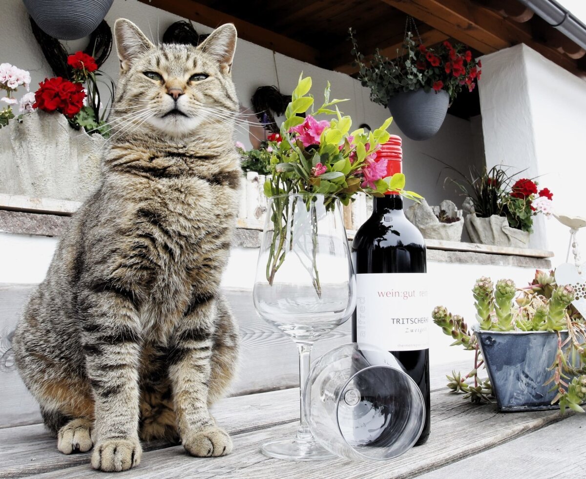 A Farm House balcony with a cat, a bottle of wine, glasses, and decorative potted plants.