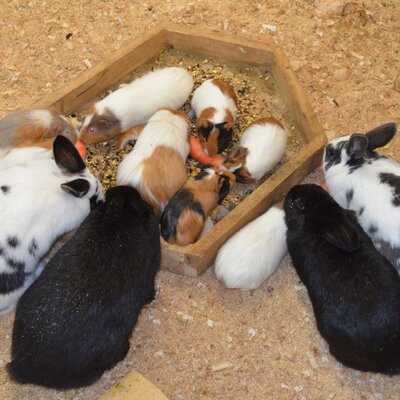 Rabbits and guinea pigs eating carrots and feed in the farmhouse enclosure.