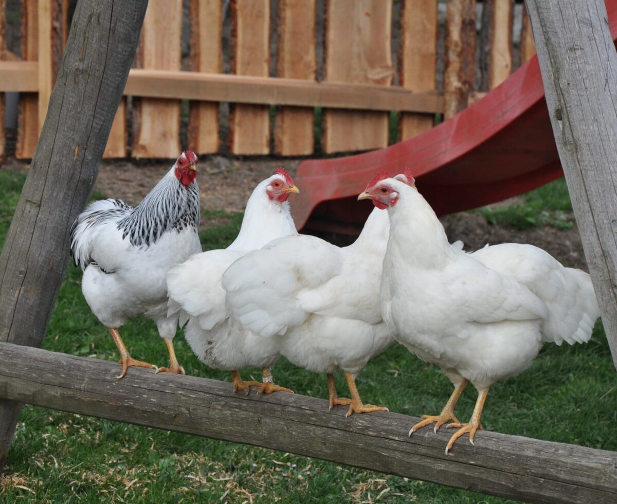 Chickens and a rooster on a wooden fence at the farmhouse.