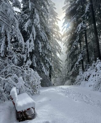 Snow-covered forest path with tall trees and a snow-covered bench in the surroundings of the Ap­par­te­ments.