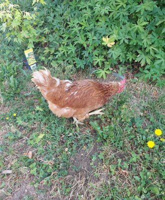 A brown chicken walking on the grassy grounds of the Farm House.
