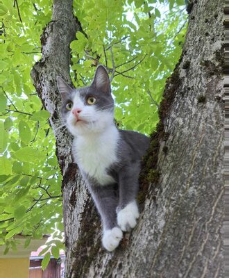 A grey and white resident cat perched in a tree at the farm house.