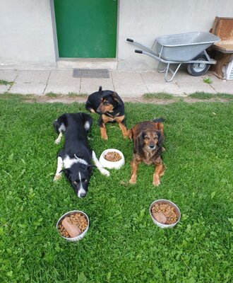 Our Dogs