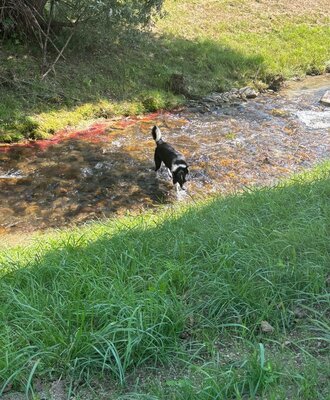 Lemmy love the water