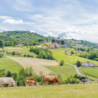 Cows grazing in the farmhouse fields with a view of the hilly landscape and a village. (c) Elisabeth Fröhlich Photography