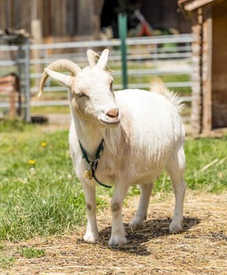A white goat with horns and a bell on the farmhouse. (c) Elisabeth Fröhlich Photography