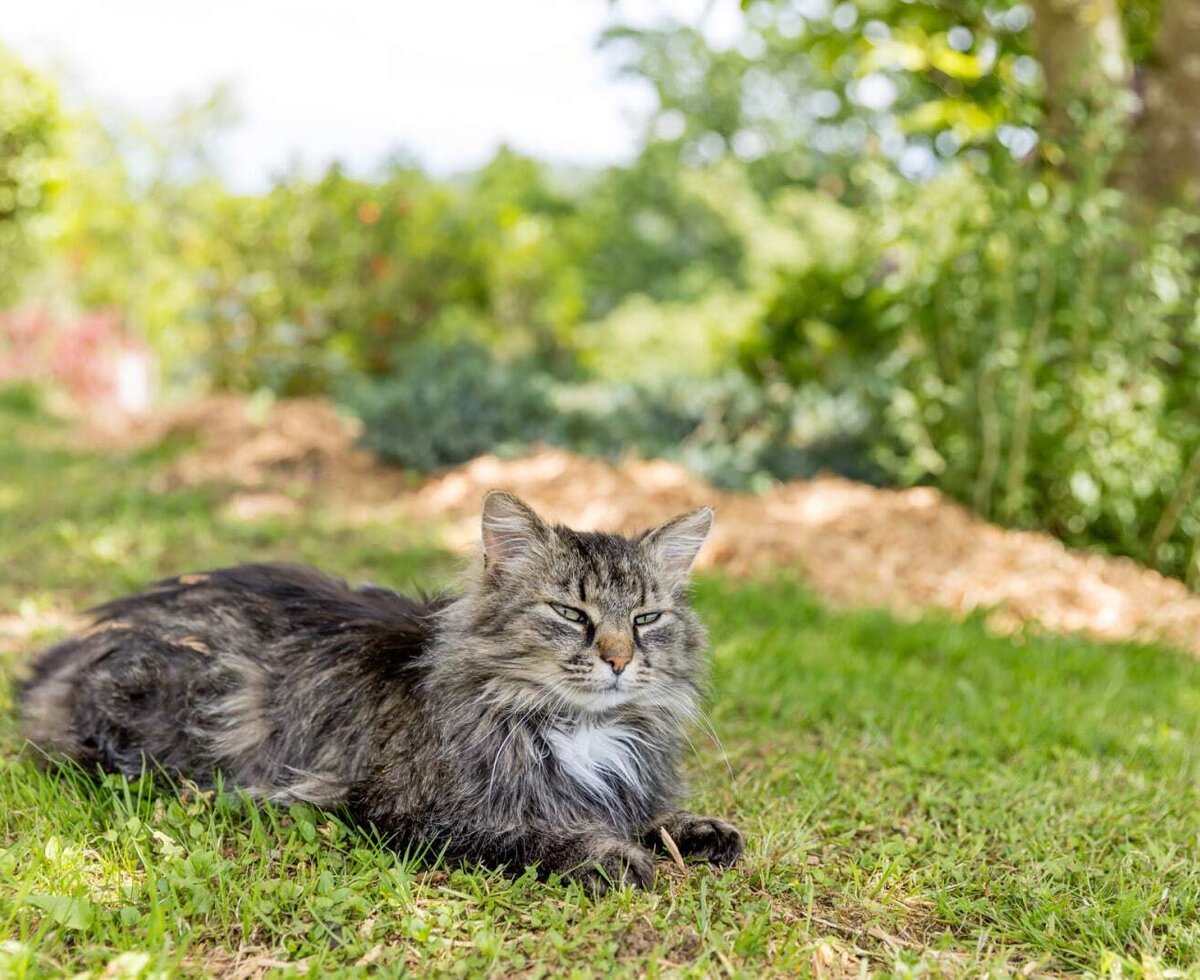 A cat lying on the grass at the farmhouse. (c) Elisabeth Fröhlich Photography